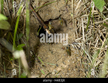 Gemeinsamen Wespe Vespula Vulgaris, während des Fluges, Stockfoto