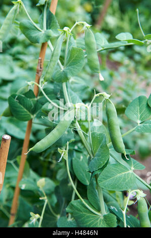 Erbsenpflanzen 'Premium' in pflanzliche Patch, Großbritannien. Stockfoto