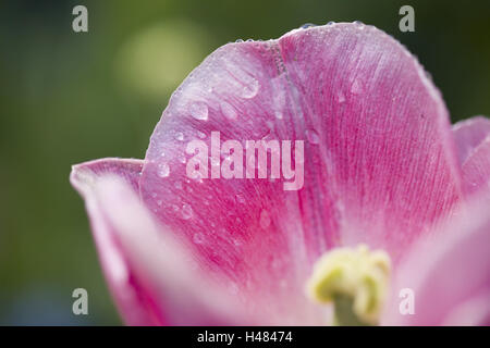 Rosa Tulpe mit Regentropfen, Blüte, Nahaufnahme Stockfoto