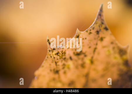 Herbst Blätter, close-up, Detail, Stockfoto