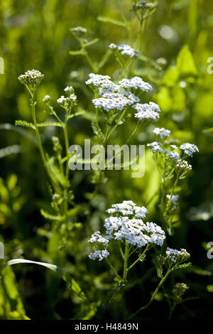 Schafgarbe, Stockfoto