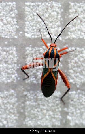 Diese schwarzen Käfer w / Orange X Zeilen (Machtima Crucigera) Wanderungen auf grauen Fliesen anstatt ein Acerola-Baum (Barbados Kirsche) Stockfoto