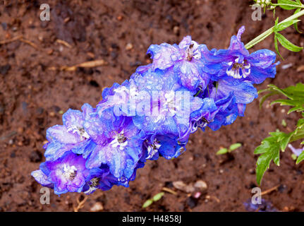 Regen bedeckt blau Delphinium Blume mit reichen getränkten Boden im Garten Stockfoto