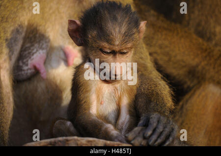 Guinea-Pavian, Papio Papio, Jungtier, Stockfoto