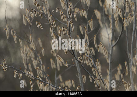 Kanadische Pappel, Populus X canadensis, Deutschland, Stockfoto