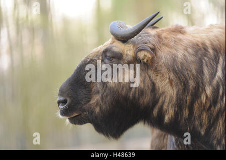 Mishmi-takin, Budorcas Taxicolor Taxicolor, Portrait, Seitenansicht, Stockfoto