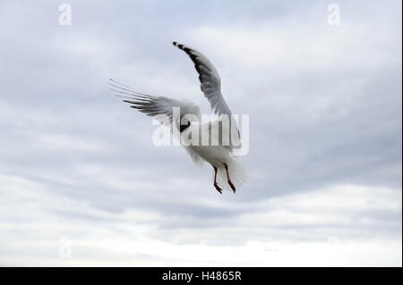 Lachmöwe, Chroicocephalus Ridibundus, Stockfoto