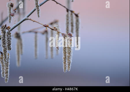 Kreuzen Sie die Schwarz-Pappel, Populus X canadensis, Deutschland, Stockfoto