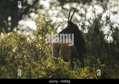 Rothirsch, Cervus Elaphus, stehend, Seitenansicht, Gegenlicht, Silhouette, Stockfoto