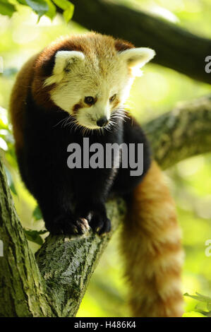 Roter Panda Ailurus Fulgens, Zweig, sitzen, Vorderansicht, seitlich auf der Suche, Stockfoto