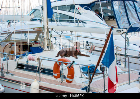 Der Hund liegt auf der vertäuten Yacht und schaut Passanten im alten Hafen von Cannes, Provence, Frankreich Stockfoto