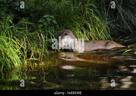 Europäischen Fischotter Lutra Lutra Lutra, Stockfoto