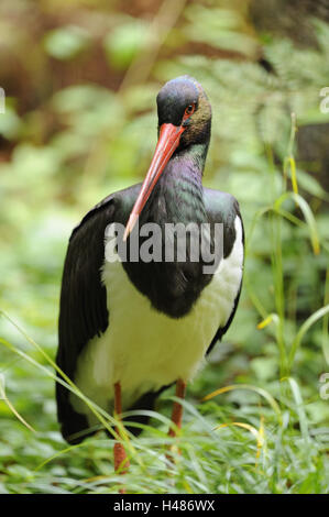 Schwarzstorch, Ciconia Nigra, Blick in die Kamera, Stockfoto