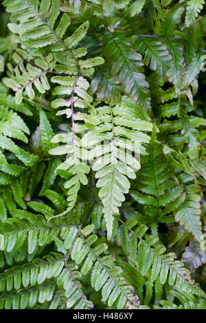 Dryopteris Erythrosora Wedel. Stockfoto