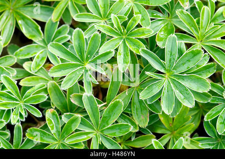 Griechischer Bergtee Sideritis Scardica, Lamiaceae, Stockfoto