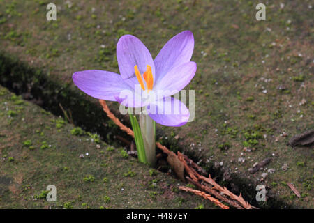 weißer Safran Stockfoto