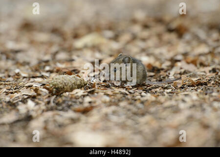 Holz-Maus, Apodemus Sylvaticus, Jungtier, Waldboden, Seitenansicht, stehend, Stockfoto