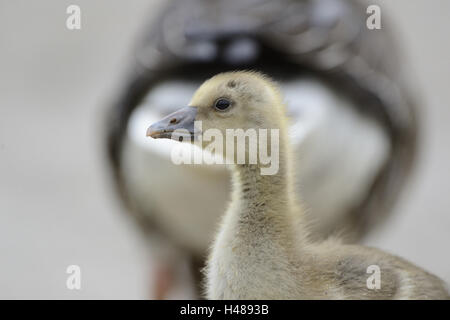 Graugans Anser Anser, Küken, halb Porträt, Seitenansicht, Stockfoto