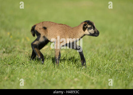 Kamerun-Schaf, Lamm, Wiese, Seitenansicht, laufen, Stockfoto