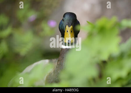 Stockente Anas Platyrhynchos, Männlich, Drake, Porträt, frontal, Blick in die Kamera, Stockfoto