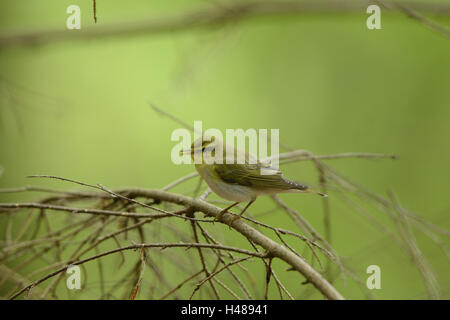 Holz-Grasmücke, Phylloscopus Sibilatrix, Zweig, Seitenansicht, sitzen, Stockfoto