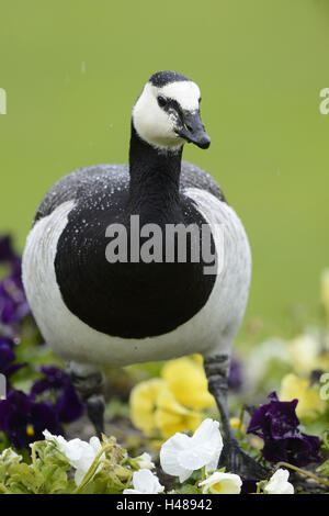 Weißwangengans, Branta Leucopsis, Blumenbeet, Vorderansicht, stehend, Stockfoto