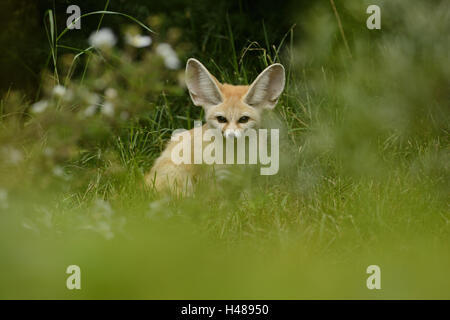 Fennec Vulpes Zerda, Wiese, Kopf, sitzen, Blick in die Kamera, Stockfoto