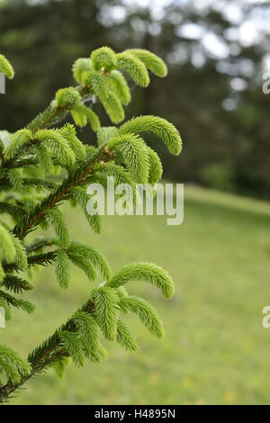 Gemeine Fichte, Picea Abies, Sprossen, Stockfoto