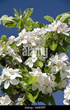 Apple Blüten, weiße, mittlere close-up, Stockfoto