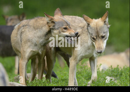 Eastern Timber Wolf, Canis Lupus LYKAON, Wiese, stehend, kämpfen, Seitenansicht, Stockfoto