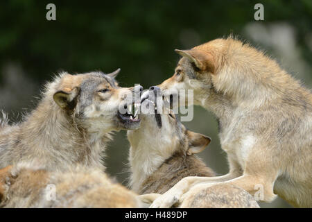 Eastern Timber Wolf, Canis Lupus LYKAON, Porträt, Seitenansicht, kämpfen, Stockfoto