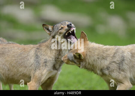 Eastern Timber Wolf, Canis Lupus LYKAON, Porträt, Seitenansicht, kämpfen, Stockfoto