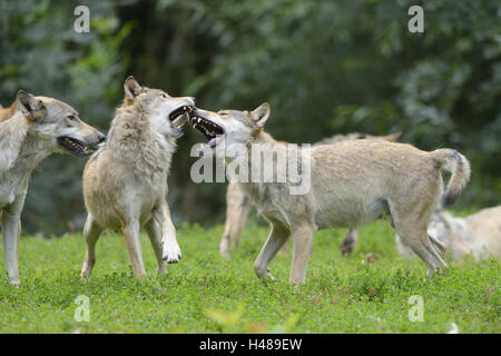 Eastern Timber Wolf, Canis Lupus LYKAON, Wiese, stehend, kämpfen, Seitenansicht, Stockfoto