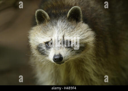 Racoon, Procyon Lotor, Porträt, Vorderansicht, Blick in die Kamera, Stockfoto