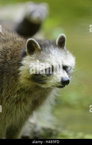 Racoon, Procyon Lotor, halbe Porträt, Blick in die Kamera, Stockfoto