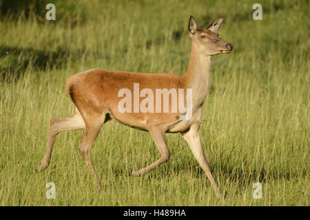Red Deer, Cervus Elaphus, Hind, Wiese, Seitenansicht, laufen, Stockfoto