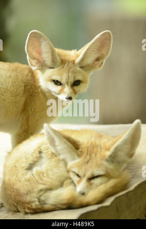 Fennec Füchse, Vulpes Zerda, Blick in die Kamera, Stockfoto