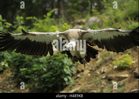 Gänsegeier, abgeschottet Fulvus, Vorderansicht, fliegen, Blick in die Kamera, Stockfoto