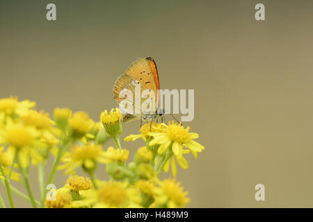 Knappen Kupfer, Lycaena Virgaureae, gelbe Blume, sitzen, Seitenansicht, Stockfoto