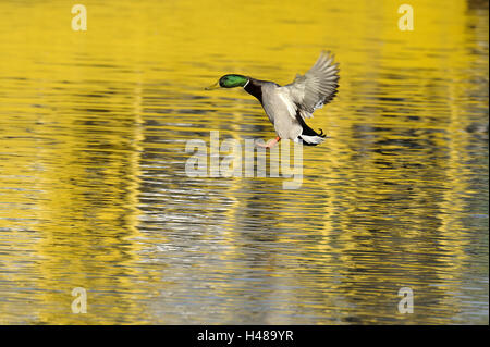 Stockente, Drake, im Flug, Stockfoto