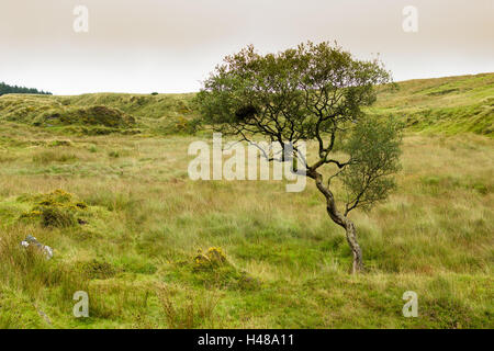 Einzelner Baum auf Feld im Dartmoor National Park in Devon, England, UK Stockfoto