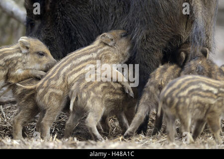 Wildschwein-Ferkel, Getränk, Mutter Tier, Stockfoto