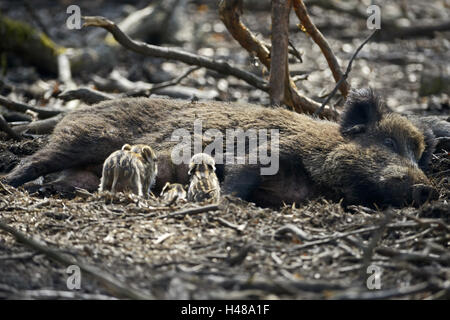 Wildschwein-Ferkel, Getränk, Mutter Tier, Stockfoto