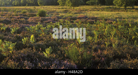 Deutschland, Nordrhein-Westfalen, Wahner Heide, Ginster, Heidekraut, Stockfoto