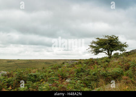 Einzelner Baum auf Feld im Dartmoor National Park in Devon, England, UK Stockfoto