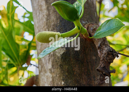 Eine junge Jackfrüchte und Blume auf einem Baum Stockfoto