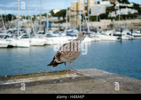 Torquay, Devon, UK - 6. September 2016: Glaucous Möwe Möwe macht laute Geräusche vor Torquay Hafen. Stockfoto