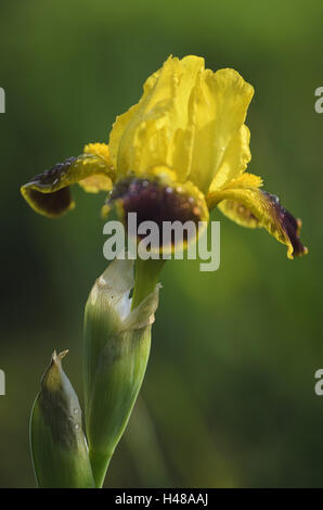 Bart-Iris, Iris Barbata-Nana, Tautropfen, mittlere close-up, Stockfoto