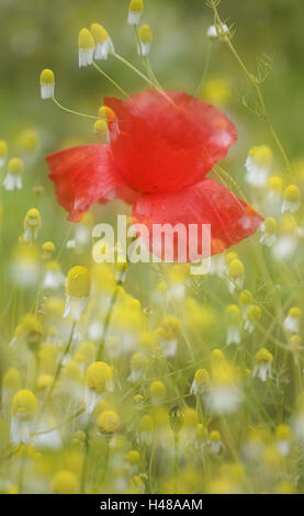 Klatschmohn, Papaver Rhoeas, Kamille, Matricaria Chamomilla, Stockfoto