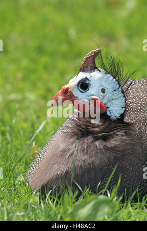 Helm-Perlhuhn, Stockfoto